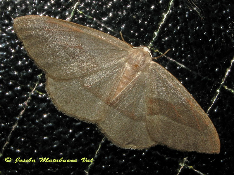 Geometridae da id: Hylaea fasciaria